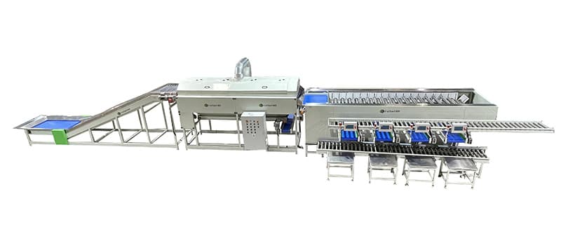 potato sorting packing machine.jpg